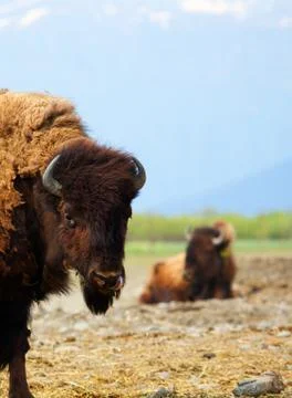 Two buffalo Stock Photos