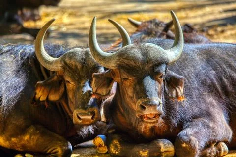 Two buffalo Stock Photos