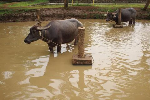 Two buffalo Stock Photos