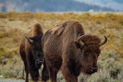 Two Buffalo Shot Stock Photos