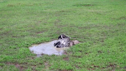 Two buffalo sitting in Muddy water 库存影片 252717892