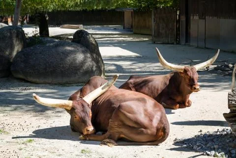 Two buffalo sleep on the ground Stock Photos