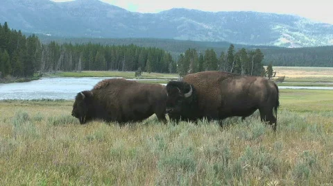 Two Buffalo Standing Stock Footage 837885