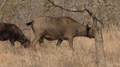 Two Buffalo walking in the grass Stock Footage 53772508