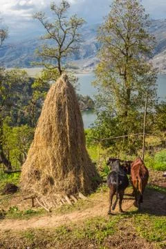 Two buffalo in the yoke Stock Photos