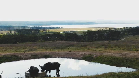 Two buffaloes and a zebra drink in a pool of water at sunset in the savannah Stock Footage 100711374