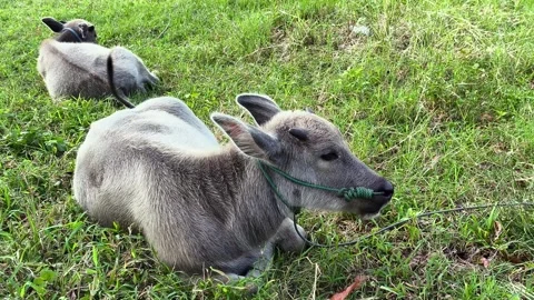 Two buffaloes are relaxing and lying down in the grassland Stock Footage 321038875