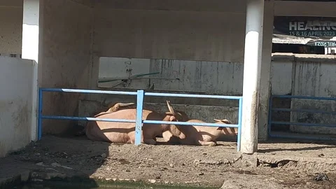 Two buffaloes are sitting and sunbathing in the pen Stock Footage 313169005