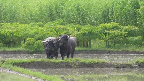 Two buffaloes are standing in the flooded field Stock Footage 314562713