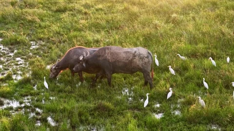Two buffaloes are walking in a field with a group of birds Vídeo Stock 325825181
