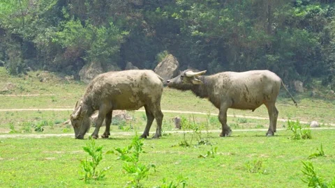 Two Buffaloes Grazing in Green Meadow Wide Shot Stock Footage 344021944