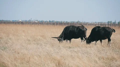 Two buffaloes grazing rusty grass in a boundless field in Askania-Nova in summer 库存影片 98682441