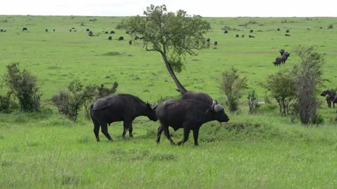 Two buffaloes measuring each other's strength Stock Footage 278526326
