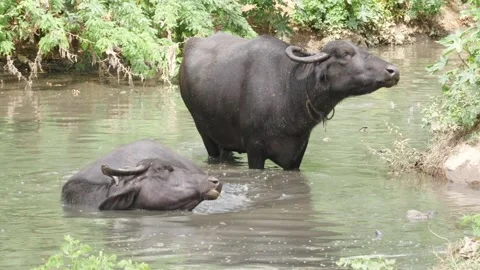Two Buffaloes in Water, One Sitting and One Standing Stock Footage 303499612