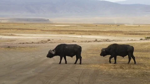 Two buffalos crossing the road Stock Footage 79504350