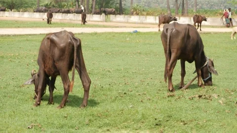 Two buffalos each feeding on two Grassland divided by a narrow road Stock Footage 225687723