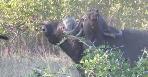 Two Buffalos Fighting Viciously in the Bush – Wild Encounter Stock Footage 308386325