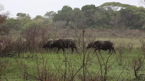Two buffalos parring and playing in the Isimangaliso Park in Southafrica Stock Footage 132927295