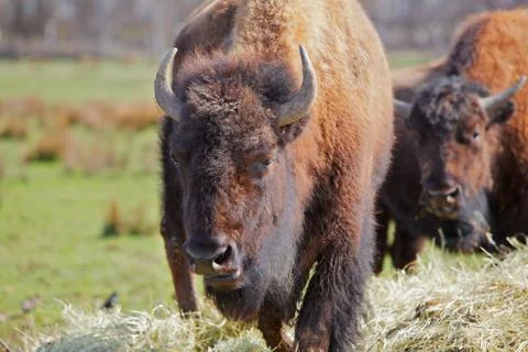 Two buffalos Stock Photos