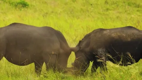 Two Buffalos Pushing Each Other in Field Stock Footage 322548299