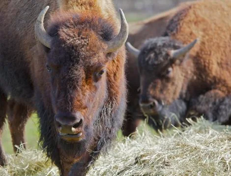 Two buffalos soft background Stock Photos