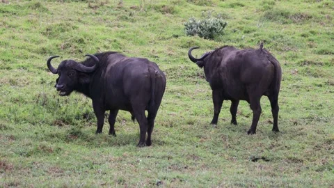 Two buffalos sparring and playing in the Isimangaliso Park in Southafrica Stock Footage 132926102