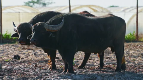 Two buffalos walking on a farm outdoors Stock Footage 305646750