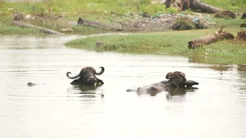 Two buffalos in water with only their heads out Stock Footage 225686216