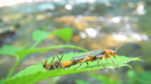 Two bug insects mating on top of the green leaf Stock Footage 135618456