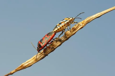 Two bug Stock Photos