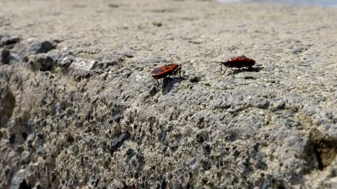 Two Bug-Soldiers met on the rocks Stock Footage 242989982