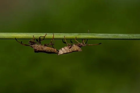 Two bugs are crawling on a green leaf Stock-Fotos