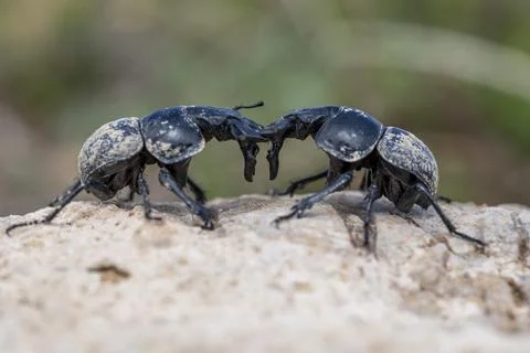 Two bugs are fighting on a rock Fotos Stock