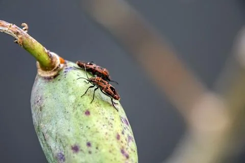 Two bugs are on a green leaf Stock Photos