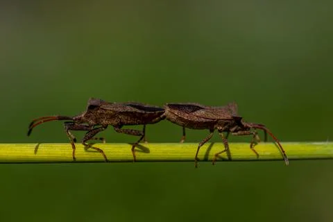 Two bugs are on a green leaf Stock-Fotos