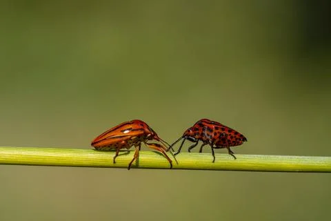 Two bugs are on a green leaf Stock-Fotos