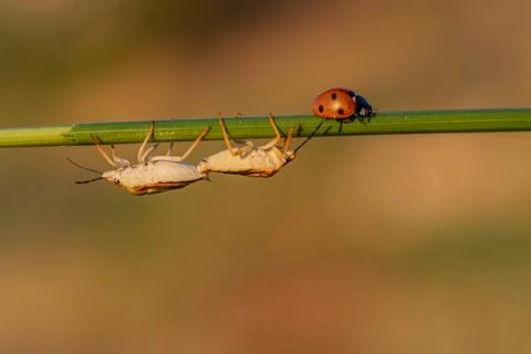 Two bugs are on a green leaf Stock-Fotos