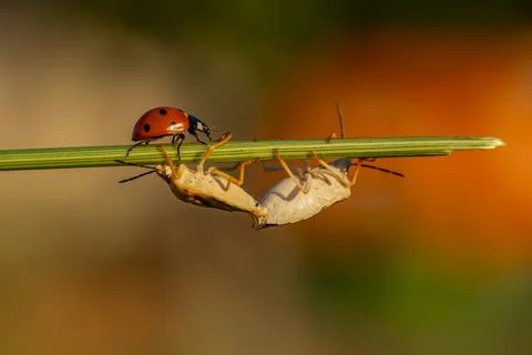 Two bugs are on a green leaf Stock-Fotos