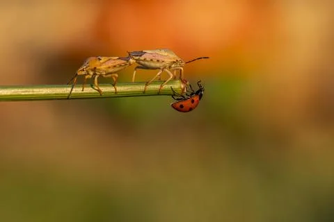 Two bugs are on a leaf, one of which is eating the other Stock-Fotos