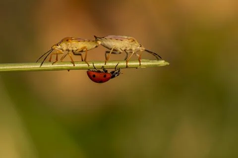 Two bugs are on a leaf, one is a ladybug and the other is a bug Stock-Fotos