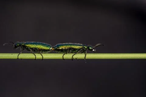 Two bugs are walking on a green leaf 스톡 사진
