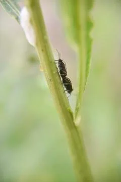 Two bugs copulate during the spring time Stock Photos