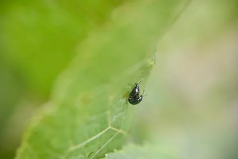 Two bugs copulate during the spring time Stock Photos