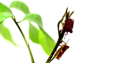 Two bugs Stock Footage 59209777