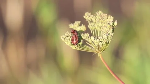 Two bugs of the Graphosoma lineatum sitting on the flower Stock Footage 284440331