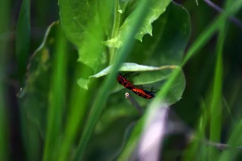Two bugs on leaf Stock Photos