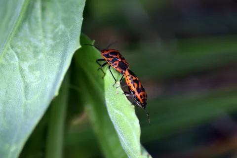 Two bugs on leaf Stock Photos