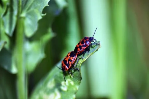Two bugs on leaf Stock Photos