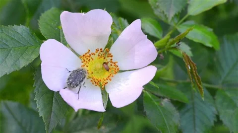 Two bugs on a pretty flower 動画素材 45714317