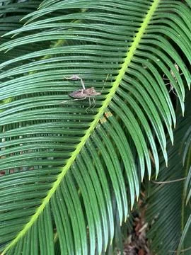 Two Bugs Resting on a Palm Leaf Foto stock